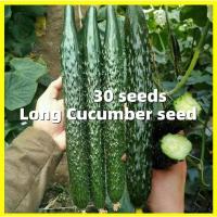ราคา 30เมล็ด เมล็ดพันธุ์แตงกวา Japanese Cucumber Seeds Vegetable Seeds เมล็ดพันธุ์ แตงร้านอมตะ เมล็ดพันธุ์ผัก เมล็ดพันธ Plant (25792920482)