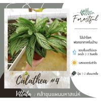 ราคา คล้าวิททาท่า Vittata #4 ขนาดกระถาง 5 นิ้ว (6651343364)