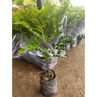 ราคา ล่ำซำ หูหนูไม้ฟอร์มสวย ไม้ขุดล้อม 30-40เซน (27456637264)