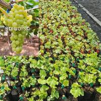 ราคา ต้นองุ่นพันธุ์รูทเพอเรท รสชาติหวานหอม ปลูกง่ายทนแดด (3492405295)