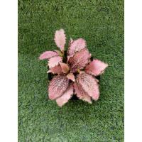 ราคา ต้นพรมออสเตรเลียแดงลายชมพู " Pink Star " [ Fittonia " Pink Star "] ไม้ในกระถาง3" (28423962321)