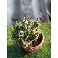 ราคา บันไดเศรษฐีด่าง,บันไดเงินหรือว่านตีนตะขาบ (19577145681)