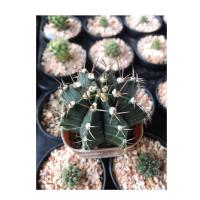 ราคา ยิมโนแคคตัส หัวเขียว ต้นกระบองเพชร (4041643860)