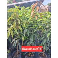 ราคา ต้นมะม่วงเบาใต้ใหญ่1ต้น (46000998500)