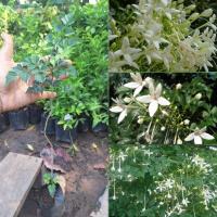 ราคา ต้นดอกปีบ ดอกกาสะลอง ไม้ดอกหอม ต้นสูง 50-70 ซม. (28029653876)