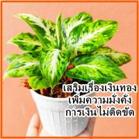 ราคา เศรษฐีรับเงิน รับทอง ⛔สั่งซื้อ2ต้นขึ้นไป รวมกับต้นอื่นได้⛔กระถางขาว 4นิ้ว (24612410613)