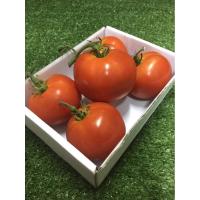 ราคา มะเขือเทศเนื้อ 1กิโล - มะเขือเทศใช้ทำสลัด น้ำปั่นสกัดเย็น มาร์คหน้า ประดับจานอาหาร (43567891792)