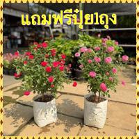 ราคา ต้นกุหลาบหนู ต้นกุหลาบพวง (26023273410)