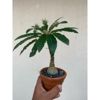 ราคา มะพร้าวทะเลทราย (Dorstenia) ใบเรียว (23345034934)