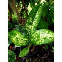 ราคา ต้นเศรษฐีเรือนทองไม้ฟอกอากาศ (3948368333)