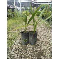 ราคา ต้นอินทผาลัมบาฮี สีเหลืองลูกใหญ่ สินค้าเป็นแบบเพาะเมล็ด (27859342879)