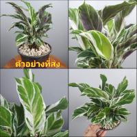ราคา (1ต้น) ต้น คล้าราชภัฏ คล้าด่างขาว ต้นคล้าราชภัฏ ต้นคล้าด่างขาว White Fusion Peacock Calathea Snow White Calathea hybr (18127577970)