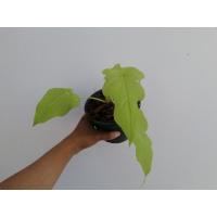 ราคา Philodendron bipinnatifidum ต้นฟิโลใบมะละกอสีทอง ต้นไม้ฟอกอากาศ 4ใบ ต้นเล็ก (4567774374)