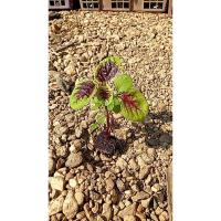 ราคา ต้นกล้า โขมใบกระ ผักโขมใบกระ กล้าละ 10 บาท ซื้อ 10แถม 2 ผักโขมมีวิตามินเอสูง ผักขม (27629826881)