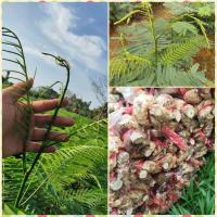 ราคา กิ่งพันธุ์ชะอม (40 กิ่ง) กิ่งตอนชะอม มีรากพร้อมปลูก (41402717309)