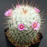 ราคา แมมบอมไบ cactus Mammillaria bombycina แคคตัส กระบองเพชร ไม้เมล็ด ราคาถูกๆ (3773877677)