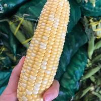 ราคา เมล็ดพันธุ์ข้าวโพดหวาน (Sweet corn seeds) จัมโบ้สวีท F1 เมล็ดพันธุ์ผัก เมล็ดพันธุ์ ผักสวนครัว 10 เมล็ด (41211904290)