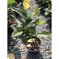 ราคา พวงครามออสเตรเลียต้นพร้อมออกดอก (8039209329)