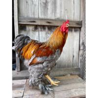 ราคา ไข่มีเชื้อ/ไข่เชื้อไก่/ไก่บราม่า/Brahmaชุด3ฟอง (20291861806)