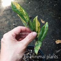 ราคา ต้นกวักมรกตด่างพร้อมกระถาง ด่างฮาฟ ลายสวย รากเยอะ น่าเก็บสะสม (11451467587)