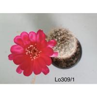 ราคา แคคตัส โลบิเวีย Lobivia cactus ดอกสีแดงอมชมพู (17484219934)