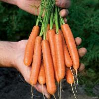 ราคา ☍┇♀เบบี้แครอทถูกที่สุด10 บ. เมล็ดพันธุ์ Baby Carrot 50 เมล็ดปลูกง่ายขึ้นไว ทานสดหวานกรอบอร่อย เสื้อ เสื้อผ้าเด็ก กางเกงข (23426354394)