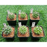 ราคา แคคตัส แมมหนามทุเรียน Cactus (5557721176)