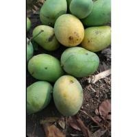 ราคา มะม่วงแก้วสุกห่ามบรรจุ1000กรัม (28534906473)