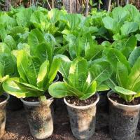 ราคา เมล็ดพันธุ์ สลัดกรีนคอส ผักกสวนครัว 200 เมล็ด [10 แถม 1 คละได้] (25350184119)