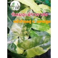 ราคา Philodendron Burle Marx Veriegated ฟิโลเดนดรอนเบอร์มาร์คด่าง (22207801800)