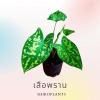 ราคา บอนสี เสือพราน caladium Hilo (12636490519)