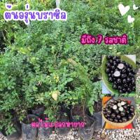 ราคา ต้นองุ่นบราซิล เป็นไม้ยืนต้น ชอบอากาศร้อน มีลักษณะเด่นคือ มีรสชาติที่ไม่ซ้ำกัน มีถึง7รสชาติ (26955668434)