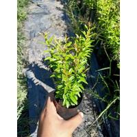 ราคา ต้นทับทิมแดงอินเดียเพาะเมล็ด (3777643164)