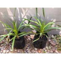 ราคา จันผาเลือดมังกร Dragons Blood Tree (6912072088)