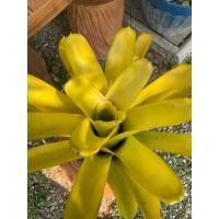 ราคา สับปะรดสี(หน่อ) Bancestina เหลือง (26779875433)