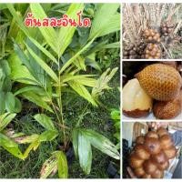 ราคา ต้นสละอินโด พร้อมส่ง พร้อมปลูก เซน50เซน (24495405875)