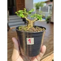 ราคา เพรมน่าสไตล์บอนไซจิ๋ว (25437040761)