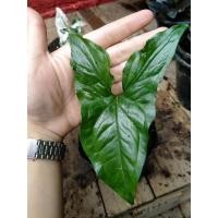 ราคา ต้นเงินไหลมาด่างขาว. (9687299297)