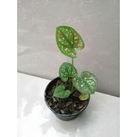 ราคา บอนสี​ ไทยนิยม กระถาง​ 4 นิ้ว (8942028247)