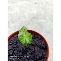 ราคา ❌❌ปิด❌❌ชายชลแท้/บอนสีชายชลแท้ไซส์เบบี๋/รากแน่นต้นแข็งแรง/กัดสีแล้ว/2ใบส่งต้นจริงในรูปค่ะ (12211029912)