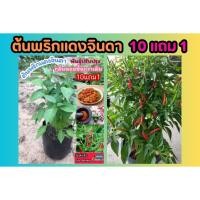 ราคา ต้นพริกแดงจินดา. ชี้ฟ้า สวนครัว จินดา ขี้หนูสวน ผักชี ต้นหอม ออแกนิก พริกกระเหรียง ผักสมุนไพร น้ำพริก ต้นกล้า เมล็ดพันธ์ (28865407422)