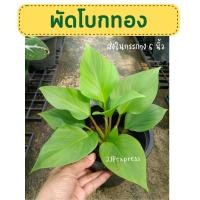 ราคา พัดโบกทอง ฟอร์มสวยทุกต้น ส่งในกระถาง 6'' (20845127096)