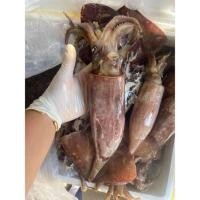 ราคา ปลาหมึกกล้วย ปลาหมึกสด สด คัดขนาดทุกตัว ปลาหมึกไข่ ปลาหมึก (24411841178)