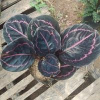 ราคา ต้นคล้า.....นกยูงแดง (3437213889)