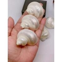 ราคา 1 ตัว เปลือกหอยโข่งเขียวขัดมุก ขนาด 4-4.5 CM ใส่ปู D.i.y ตกแต่ง (7691813503)