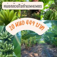 ราคา หน่อกล้วยไข่กำแพงเพชร หน่อกล้วยไข่ขุดสด ชุดละ 20 หน่อ ติดรากเยอะ แทงยอดไว หน่อสวยปิ๊ง (28173859137)