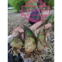 ราคา ว่านช้างผสมโขลงหรือพญาเทครัว5หัวใหญ่ๆ (11112580897)