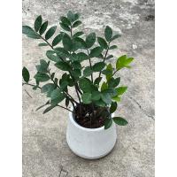 ราคา ต้นกวักมรกต ต้นไม้เสริมโชคลาภ เรียกทรัพย์ (18289614642)