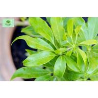 ราคา ใบหนุมานประสานกาย ปลอดสารพิษ​ ขายใบสดเอาไปทำยา​ เอาไปปลูกไม่ได้นะค่ะ​ ใบสดเก็บจากต้น​ 20ช่อ ประมาณ140ใบ (29800086127)