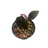 ราคา กวักมรกตดำลุ้นด่าง (กวักมรกตใบดำที่อยู่ในกอด่าง100%) เหมาะแก่สายลุ้น (26316353204)